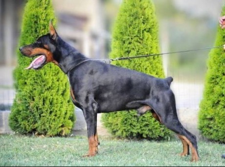 doberman 01.jpg